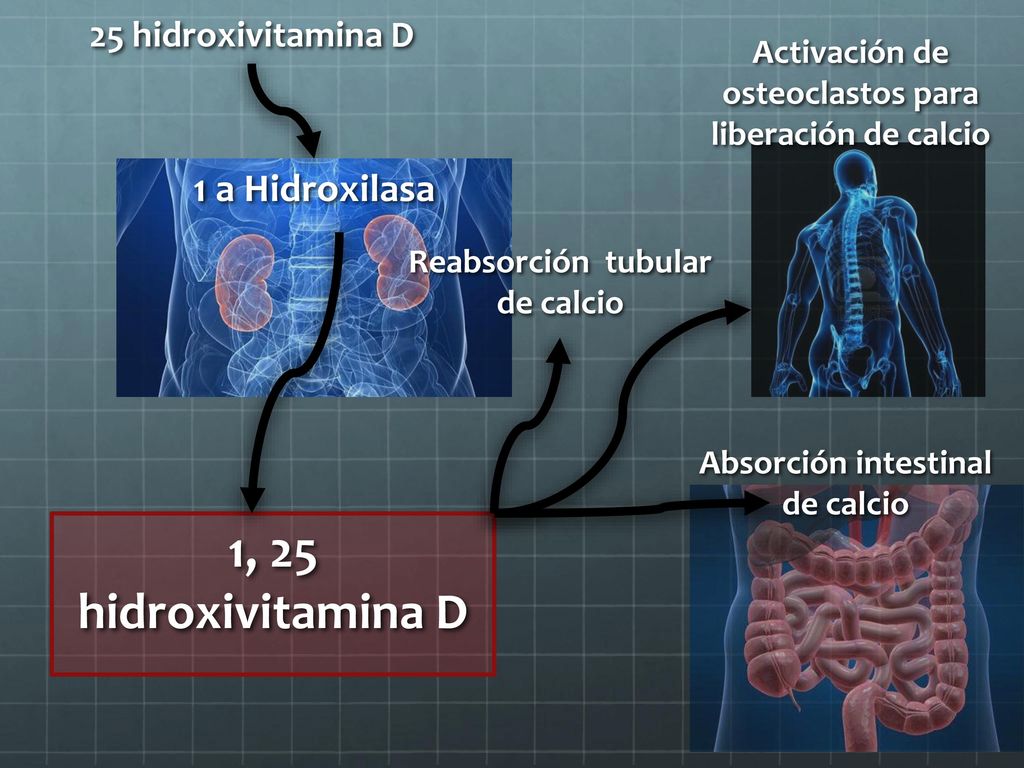 1, 25 hidroxivitamina D 1 a Hidroxilasa 25 hidroxivitamina D