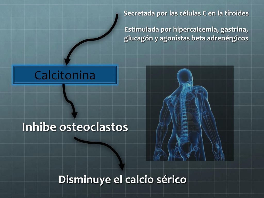 Secretada por las células C en la tiroides Disminuye el calcio sérico