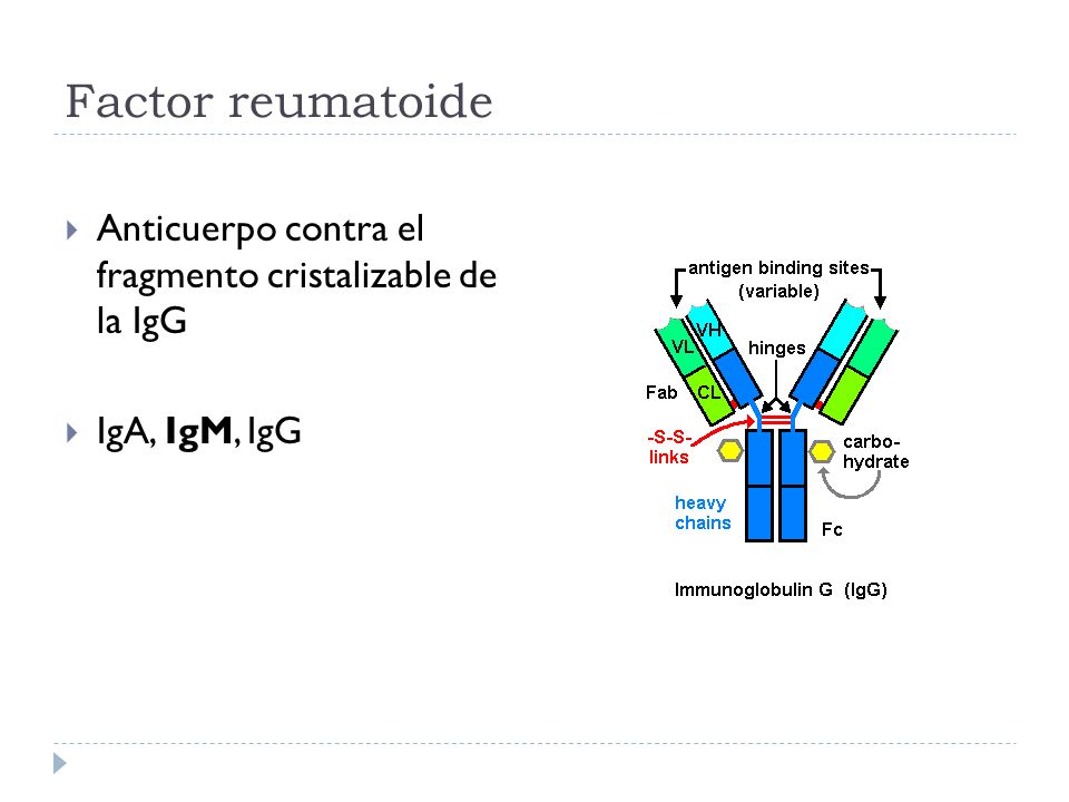 Factor reumatoide Anticuerpo contra el fragmento cristalizable de la IgG IgA, IgM, IgG