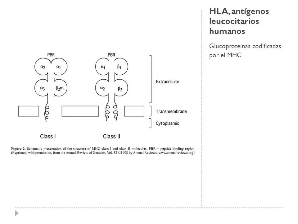HLA, antígenos leucocitarios humanos