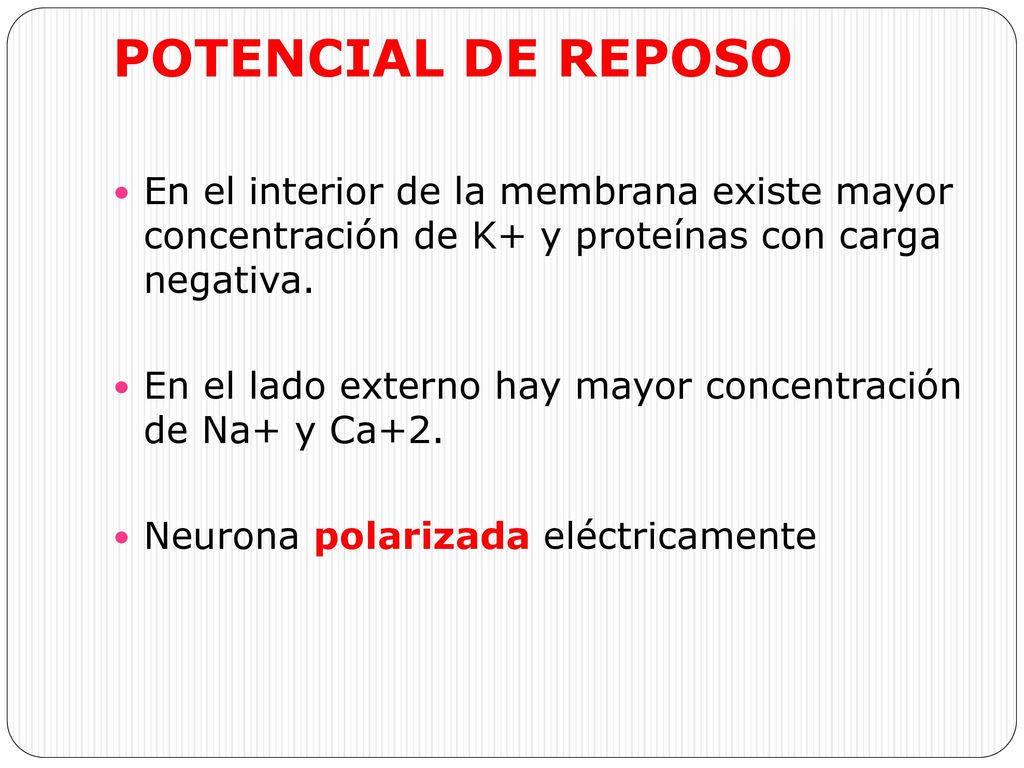 POTENCIAL DE REPOSO En el interior de la membrana existe mayor concentración de K+ y proteínas con carga negativa.