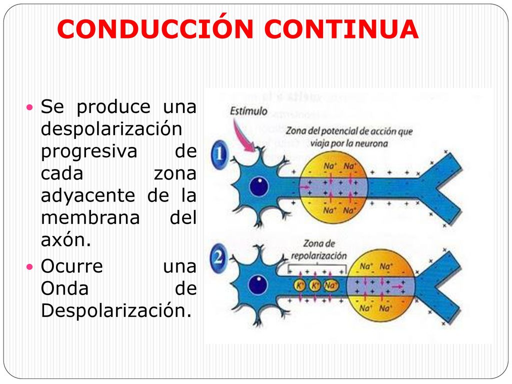 CONDUCCIÓN CONTINUA Se produce una despolarización progresiva de cada zona adyacente de la membrana del axón.