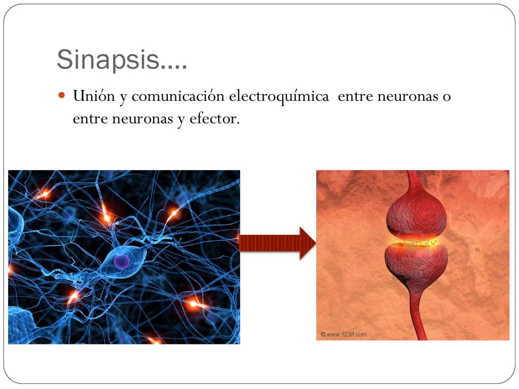 Sinapsis…. Unión y comunicación electroquímica entre neuronas o entre neuronas y efector.