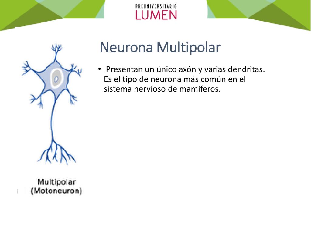 Neurona Multipolar Presentan un único axón y varias dendritas.