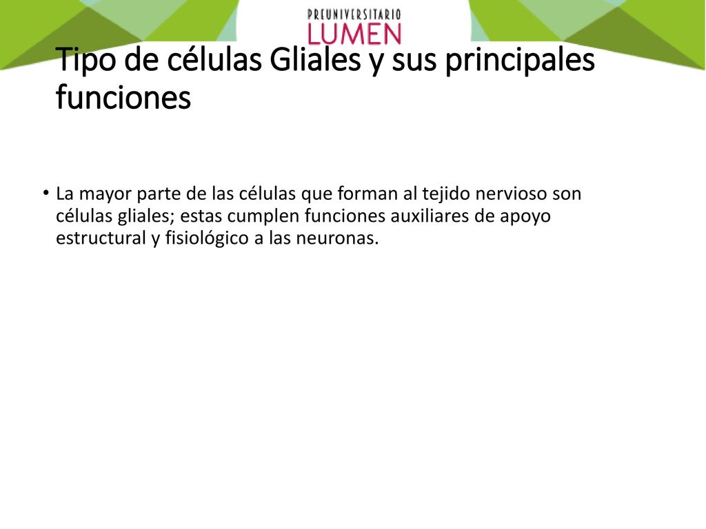 Tipo de células Gliales y sus principales funciones