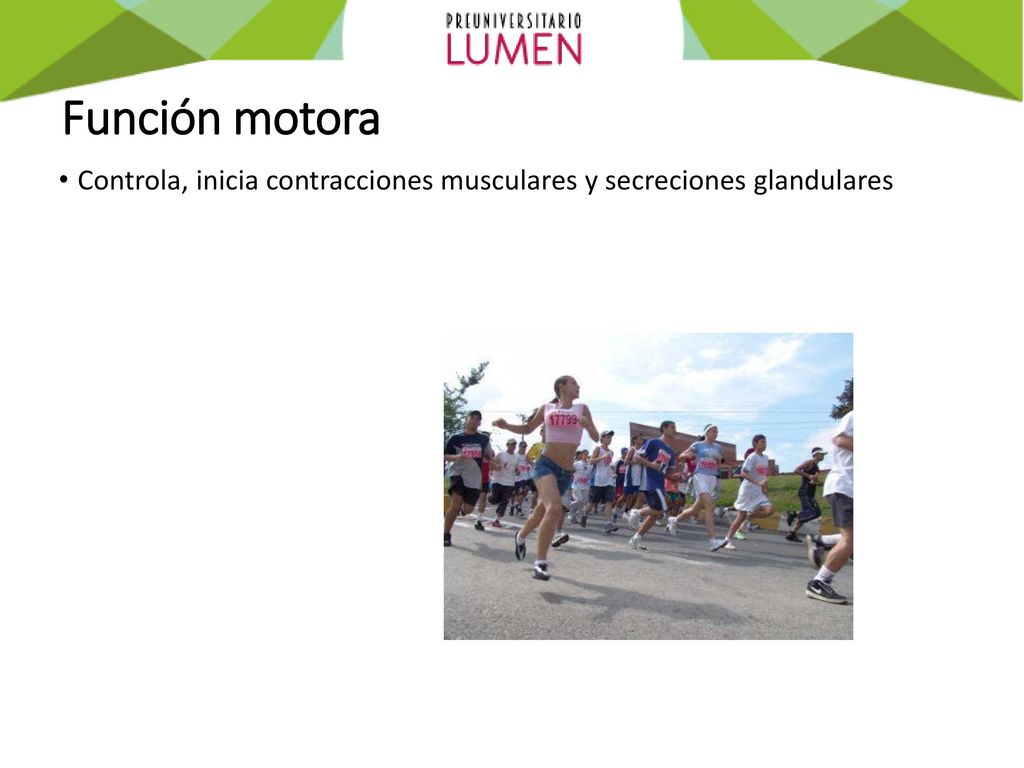 Función motora Controla, inicia contracciones musculares y secreciones glandulares