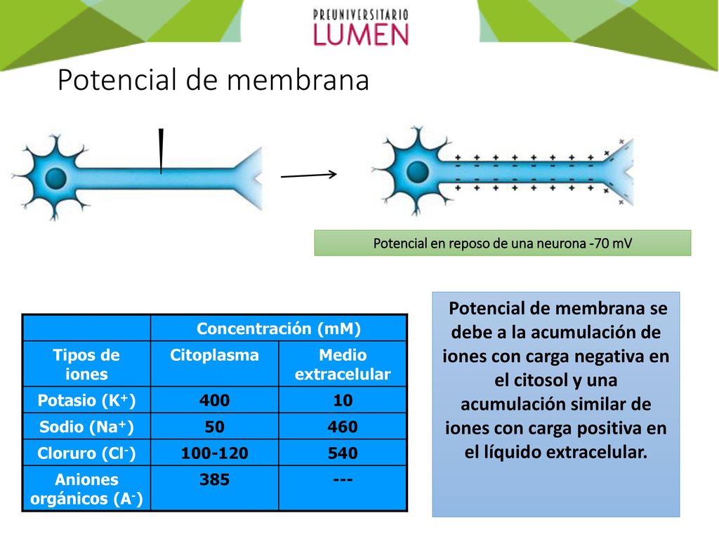 Potencial en reposo de una neurona -70 mV Aniones orgánicos (A-)