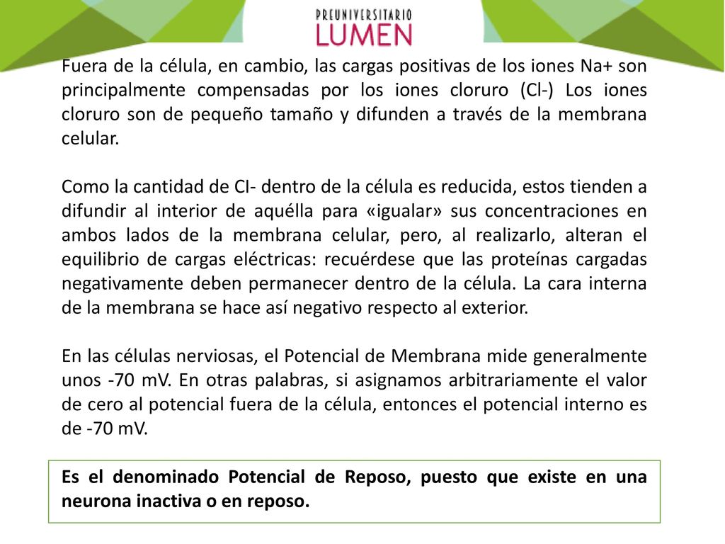 Fuera de la célula, en cambio, las cargas positivas de los iones Na+ son principalmente compensadas por los iones cloruro (Cl-) Los iones cloruro son de pequeño tamaño y difunden a través de la membrana celular.