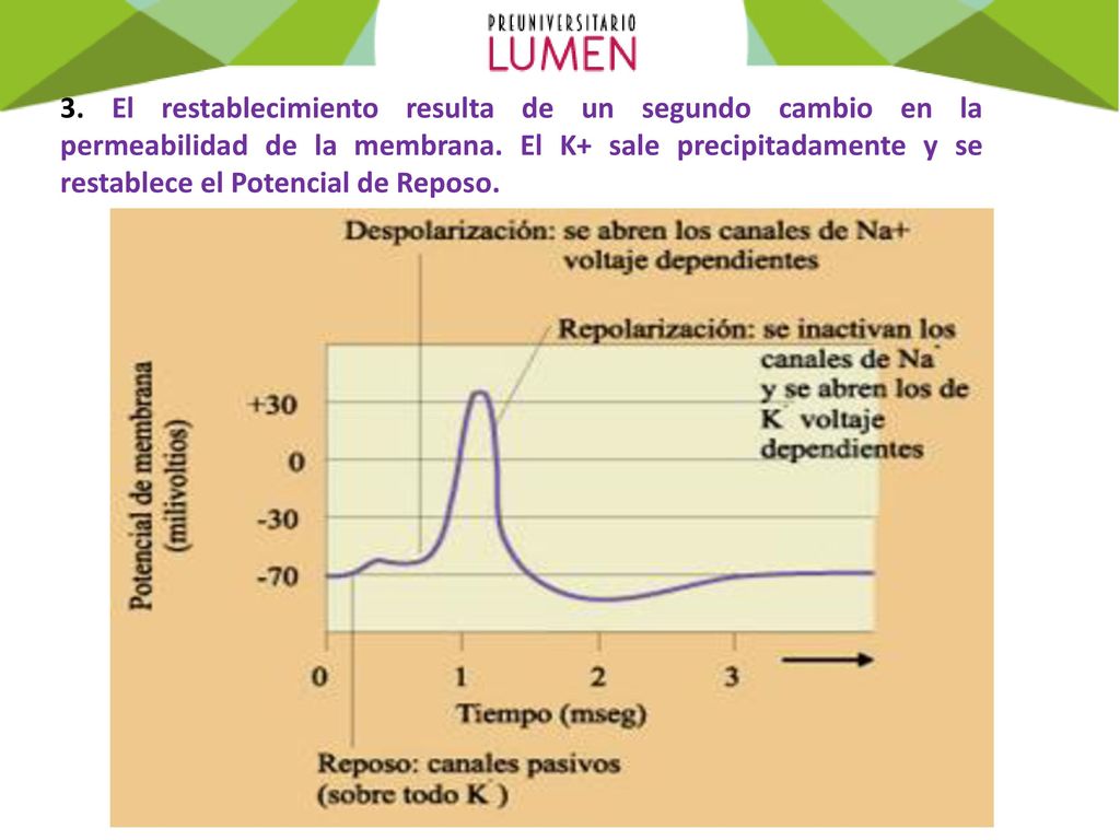 3. El restablecimiento resulta de un segundo cambio en la permeabilidad de la membrana.