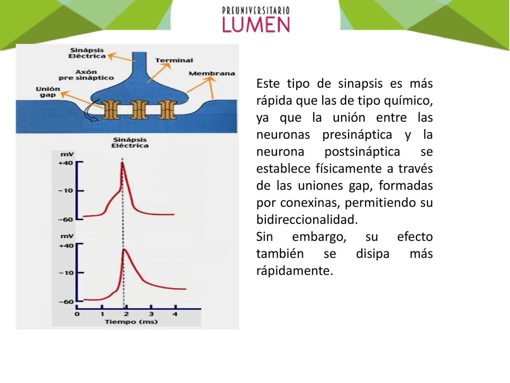 Este tipo de sinapsis es más rápida que las de tipo químico, ya que la unión entre las neuronas presináptica y la neurona postsináptica se establece físicamente a través de las uniones gap, formadas por conexinas, permitiendo su bidireccionalidad.