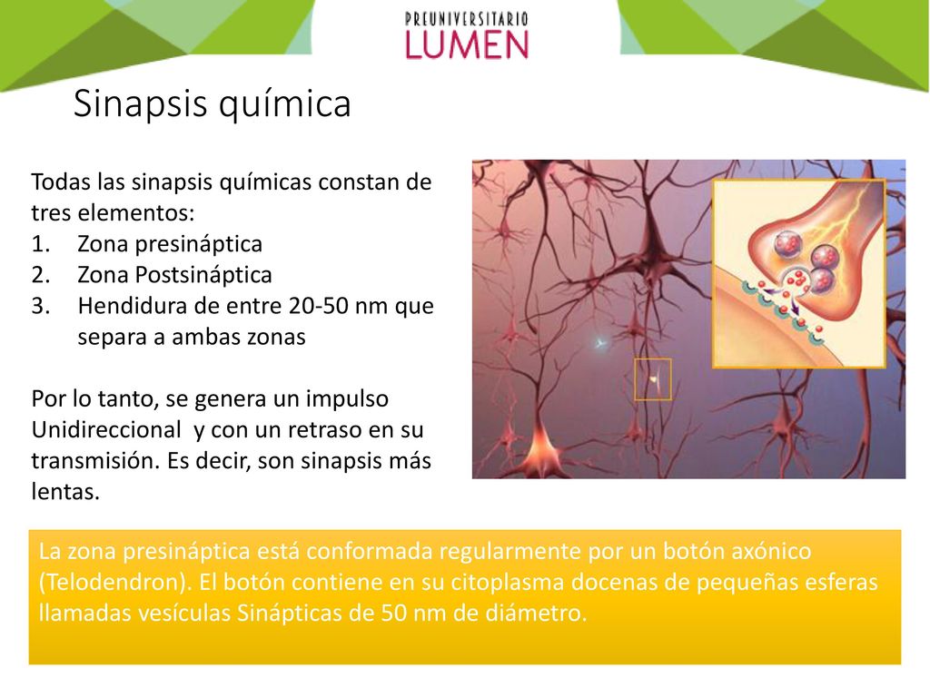 Sinapsis química Todas las sinapsis químicas constan de tres elementos: Zona presináptica. Zona Postsináptica.