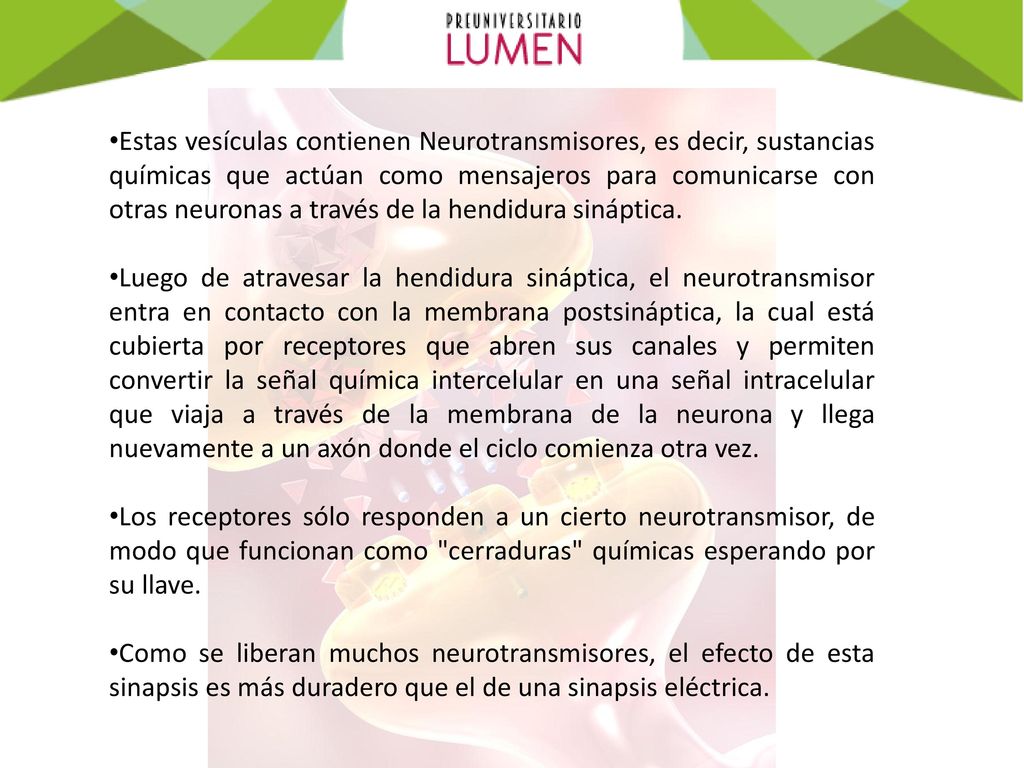 Estas vesículas contienen Neurotransmisores, es decir, sustancias químicas que actúan como mensajeros para comunicarse con otras neuronas a través de la hendidura sináptica.