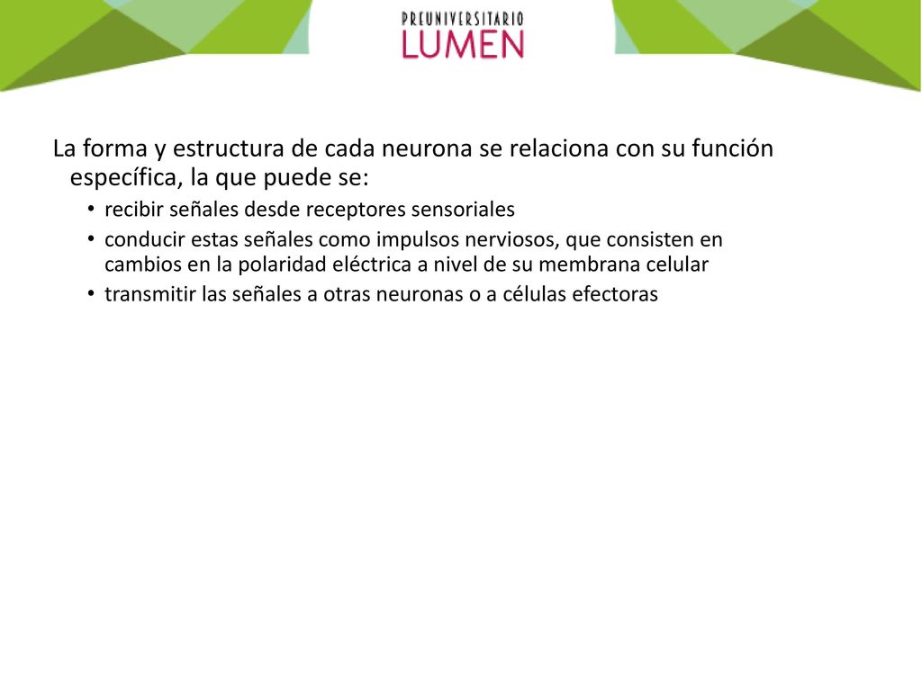 La forma y estructura de cada neurona se relaciona con su función específica, la que puede se: