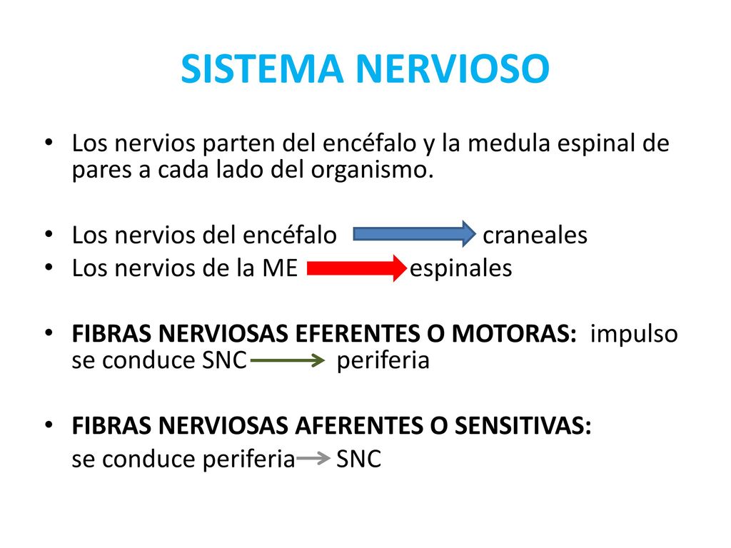 SISTEMA NERVIOSO Los nervios parten del encéfalo y la medula espinal de pares a cada lado del organismo.
