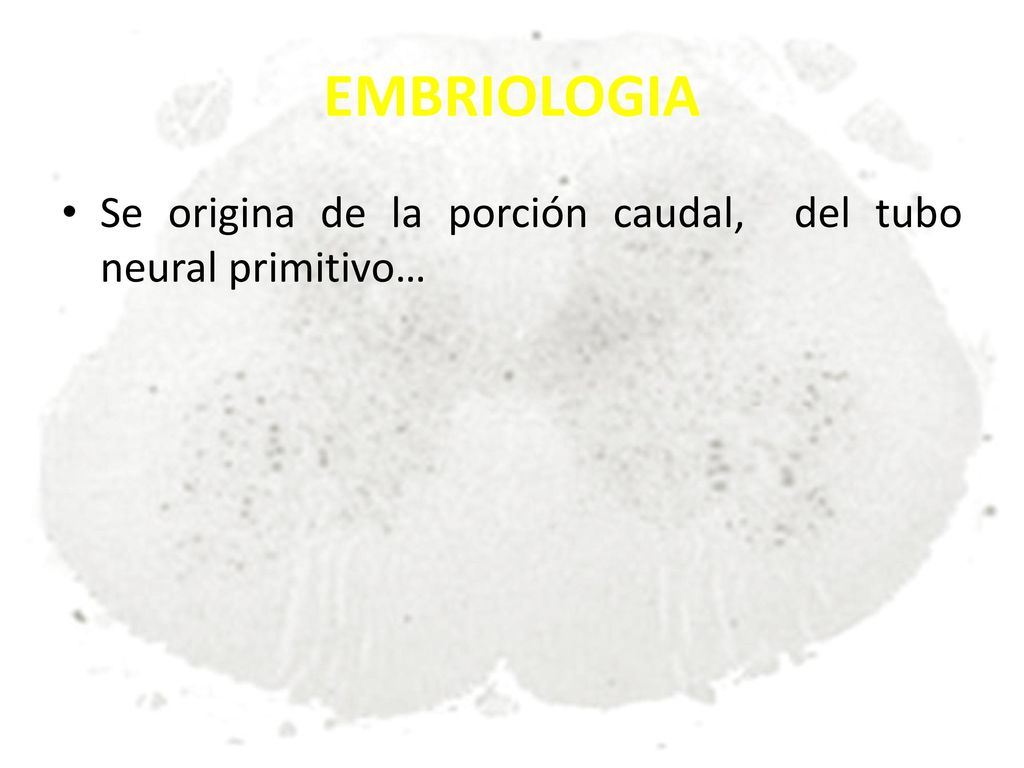 EMBRIOLOGIA Se origina de la porción caudal, del tubo neural primitivo…