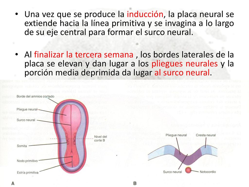 Una vez que se produce la inducción, la placa neural se extiende hacia la línea primitiva y se invagina a lo largo de su eje central para formar el surco neural.