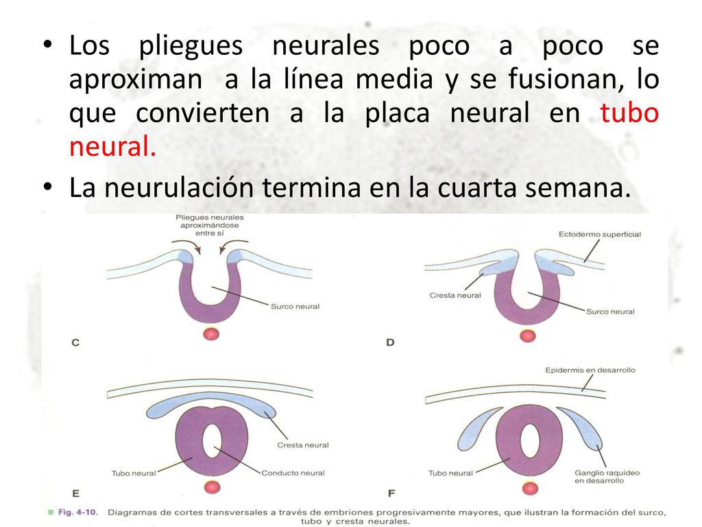 Los pliegues neurales poco a poco se aproximan a la línea media y se fusionan, lo que convierten a la placa neural en tubo neural.