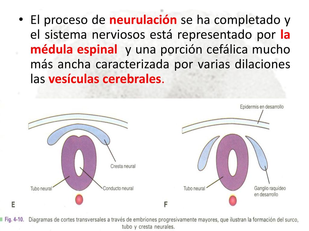 El proceso de neurulación se ha completado y el sistema nerviosos está representado por la médula espinal y una porción cefálica mucho más ancha caracterizada por varias dilaciones las vesículas cerebrales.