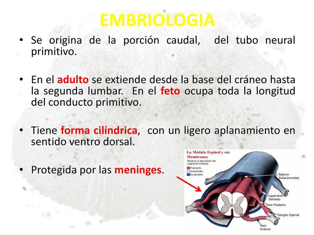 EMBRIOLOGIA Se origina de la porción caudal, del tubo neural primitivo.
