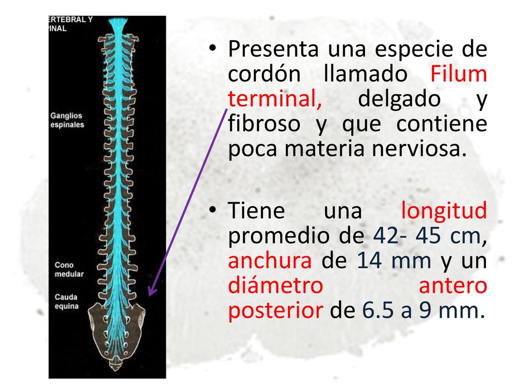 Presenta una especie de cordón llamado Filum terminal, delgado y fibroso y que contiene poca materia nerviosa.