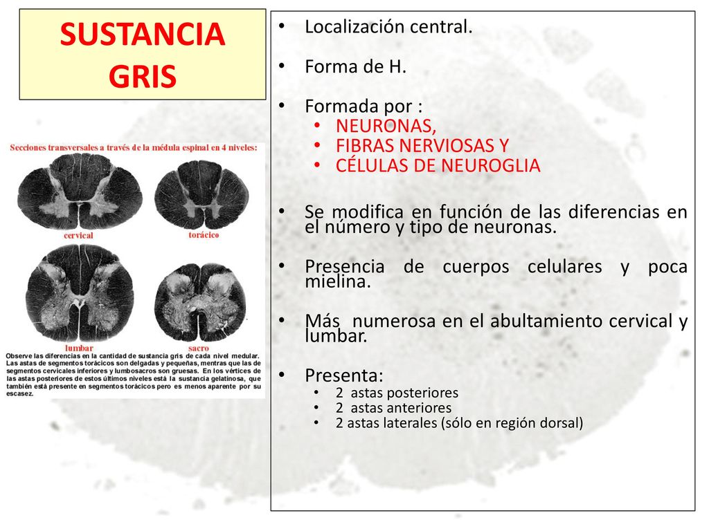 SUSTANCIA GRIS Localización central. Forma de H. Formada por :