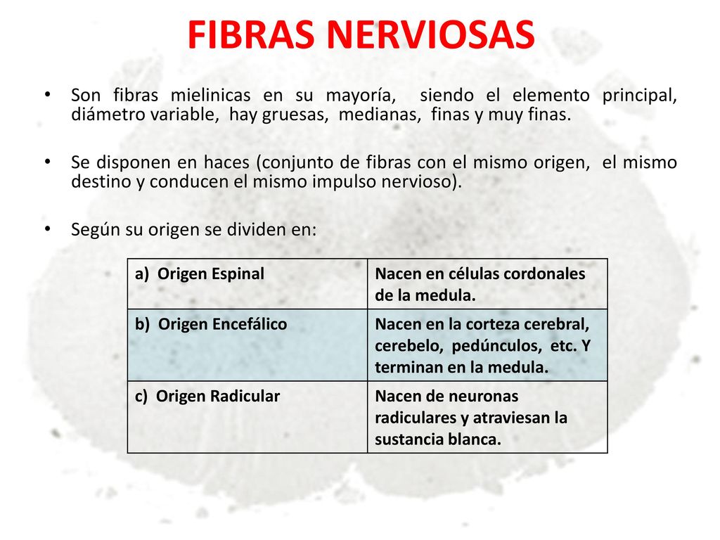 FIBRAS NERVIOSAS Son fibras mielinicas en su mayoría, siendo el elemento principal, diámetro variable, hay gruesas, medianas, finas y muy finas.