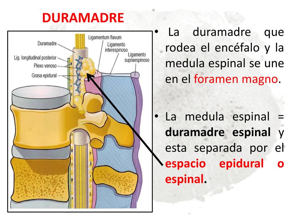 DURAMADRE La duramadre que rodea el encéfalo y la medula espinal se une en el foramen magno.