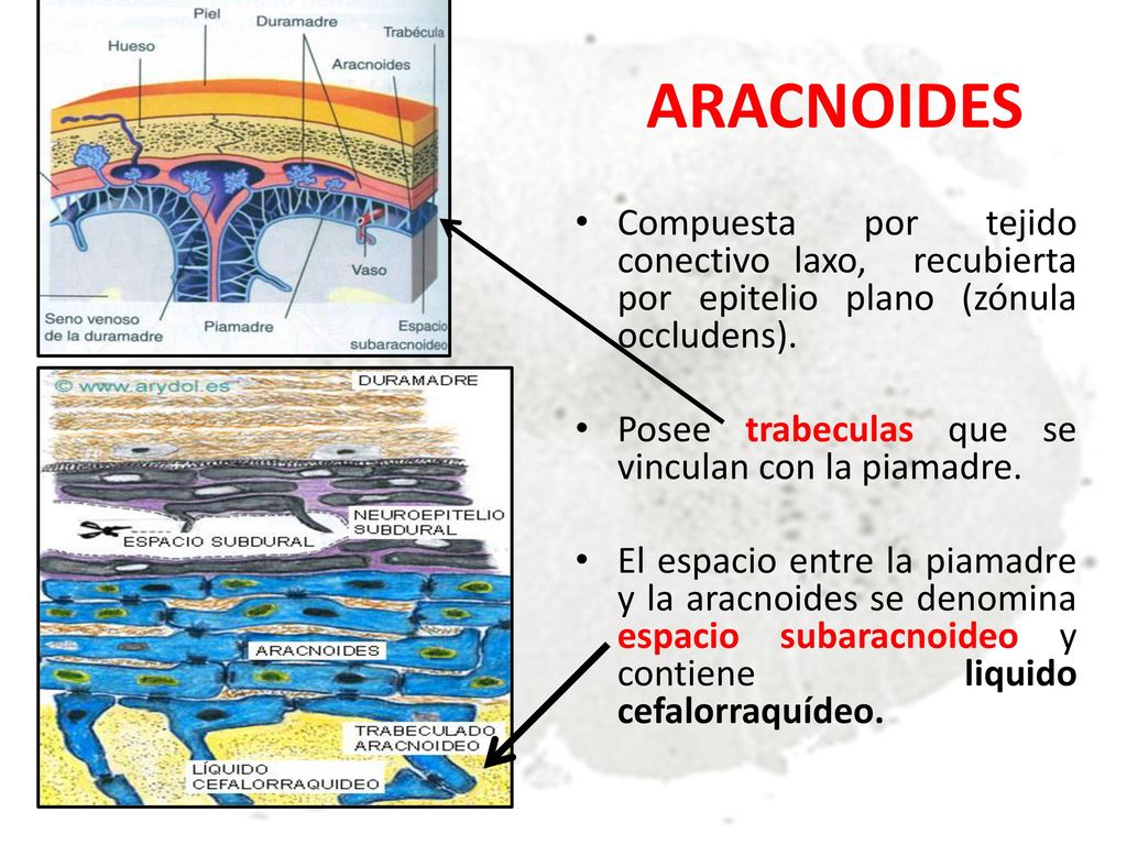 ARACNOIDES Compuesta por tejido conectivo laxo, recubierta por epitelio plano (zónula occludens). Posee trabeculas que se vinculan con la piamadre.