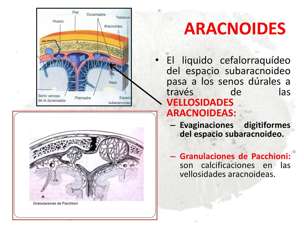 ARACNOIDES El liquido cefalorraquídeo del espacio subaracnoideo pasa a los senos dúrales a través de las VELLOSIDADES ARACNOIDEAS: