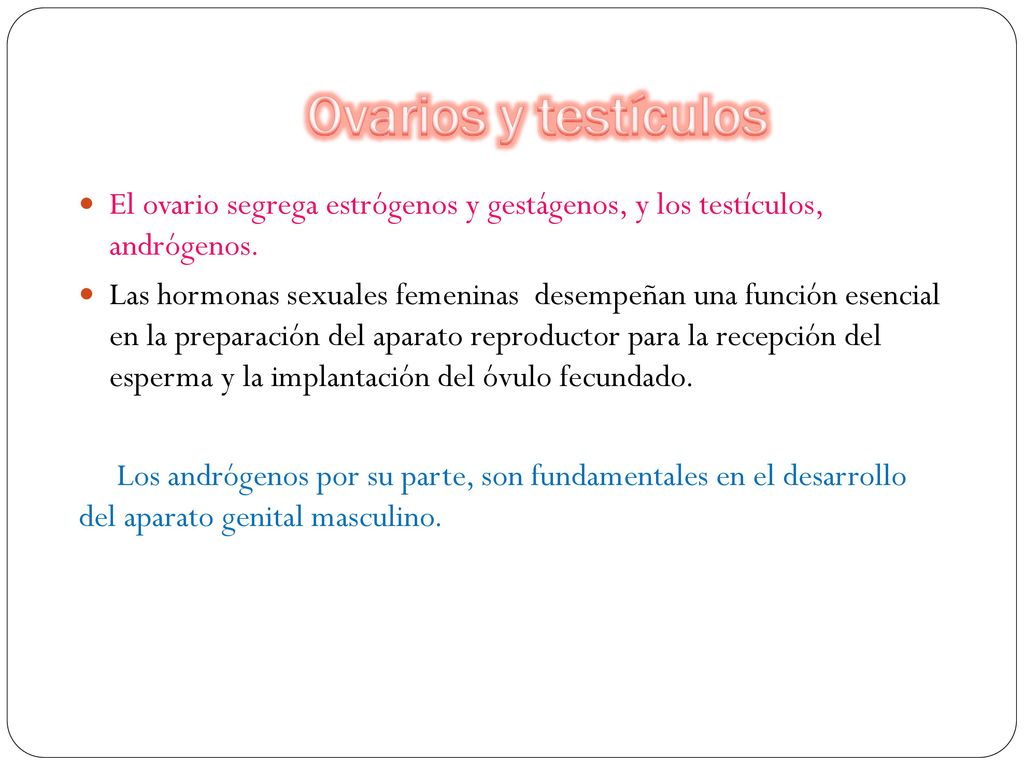 Ovarios y testículos El ovario segrega estrógenos y gestágenos, y los testículos, andrógenos.