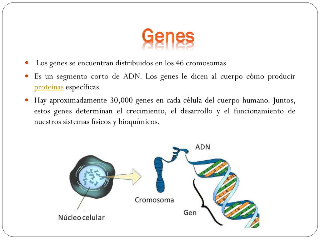 Genes Los genes se encuentran distribuidos en los 46 cromosomas