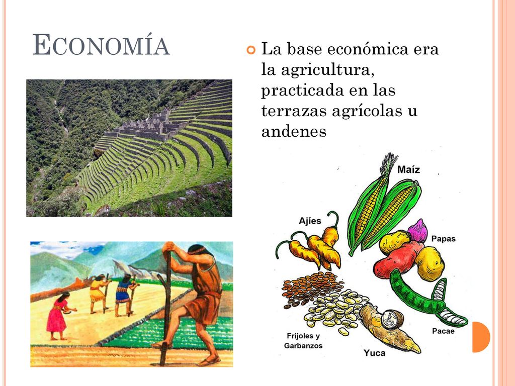 Economía La base económica era la agricultura, practicada en las terrazas agrícolas u andenes