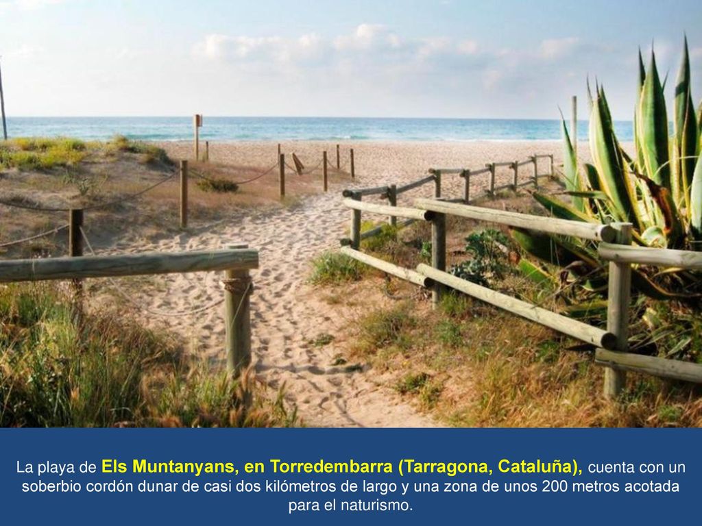 La playa de Els Muntanyans, en Torredembarra (Tarragona, Cataluña), cuenta con un soberbio cordón dunar de casi dos kilómetros de largo y una zona de unos 200 metros acotada para el naturismo.
