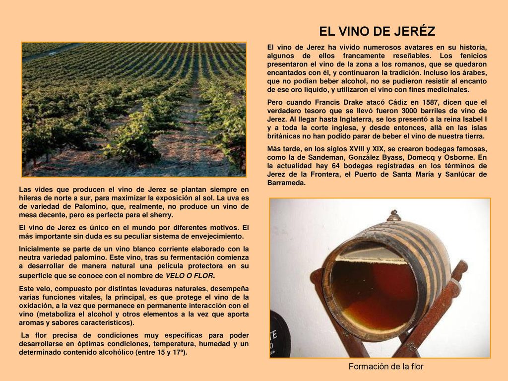 EL VINO DE JERÉZ Formación de la flor