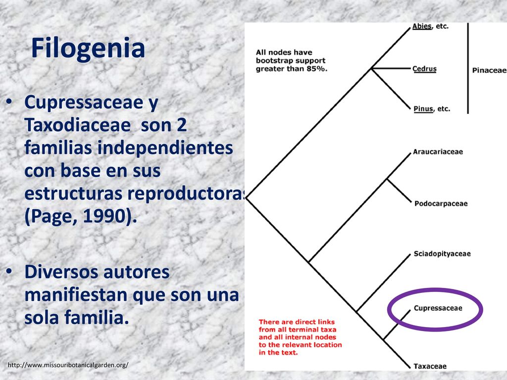 Filogenia Cupressaceae y Taxodiaceae son 2 familias independientes con base en sus estructuras reproductoras (Page, 1990).