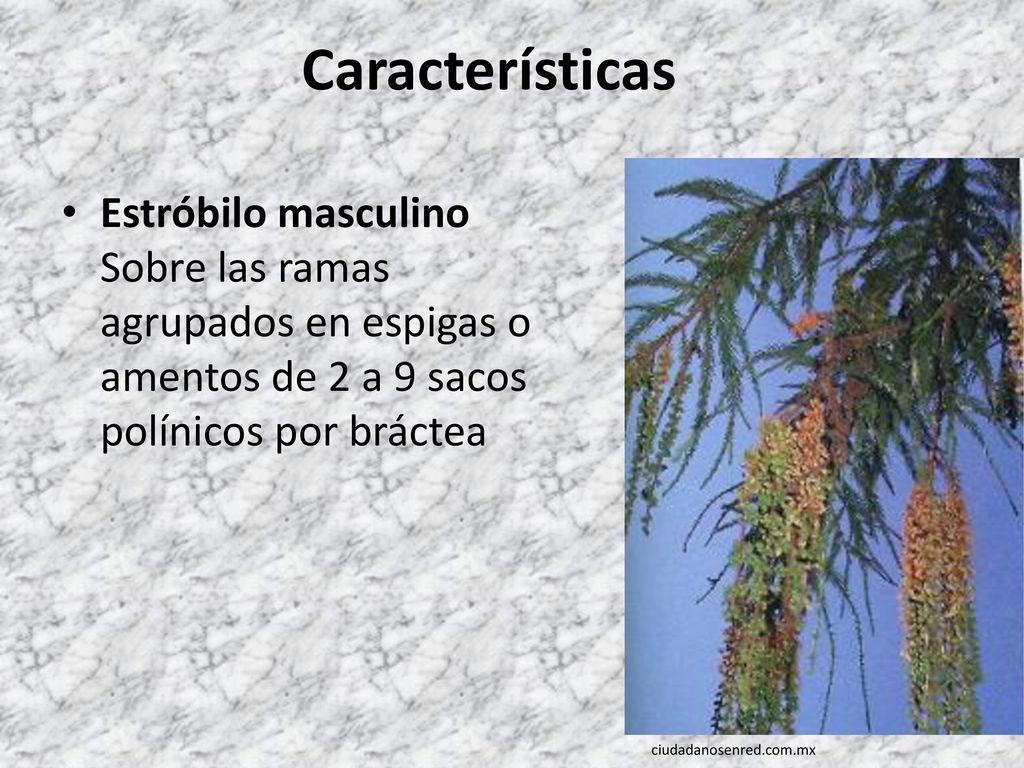 Características Estróbilo masculino Sobre las ramas agrupados en espigas o amentos de 2 a 9 sacos polínicos por bráctea.