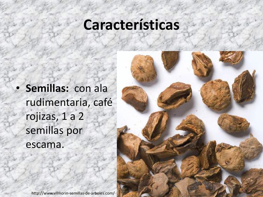 Características Semillas: con ala rudimentaria, café rojizas, 1 a 2 semillas por escama.