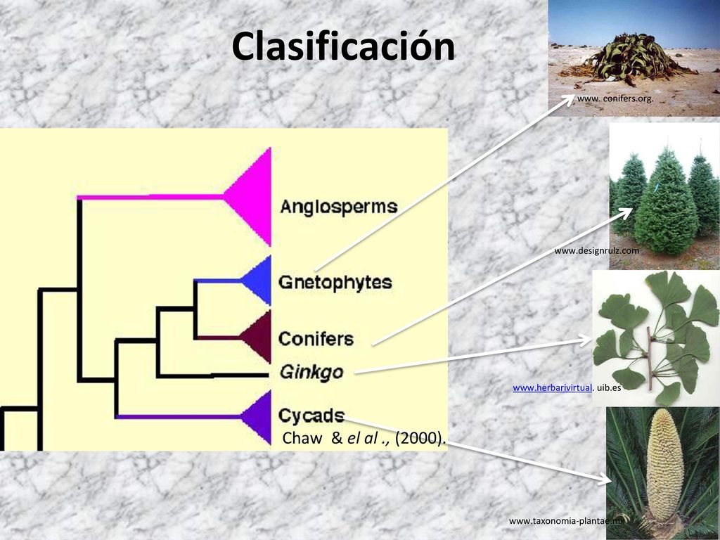 Clasificación Chaw & el al ., (2000). www. conifers.org.