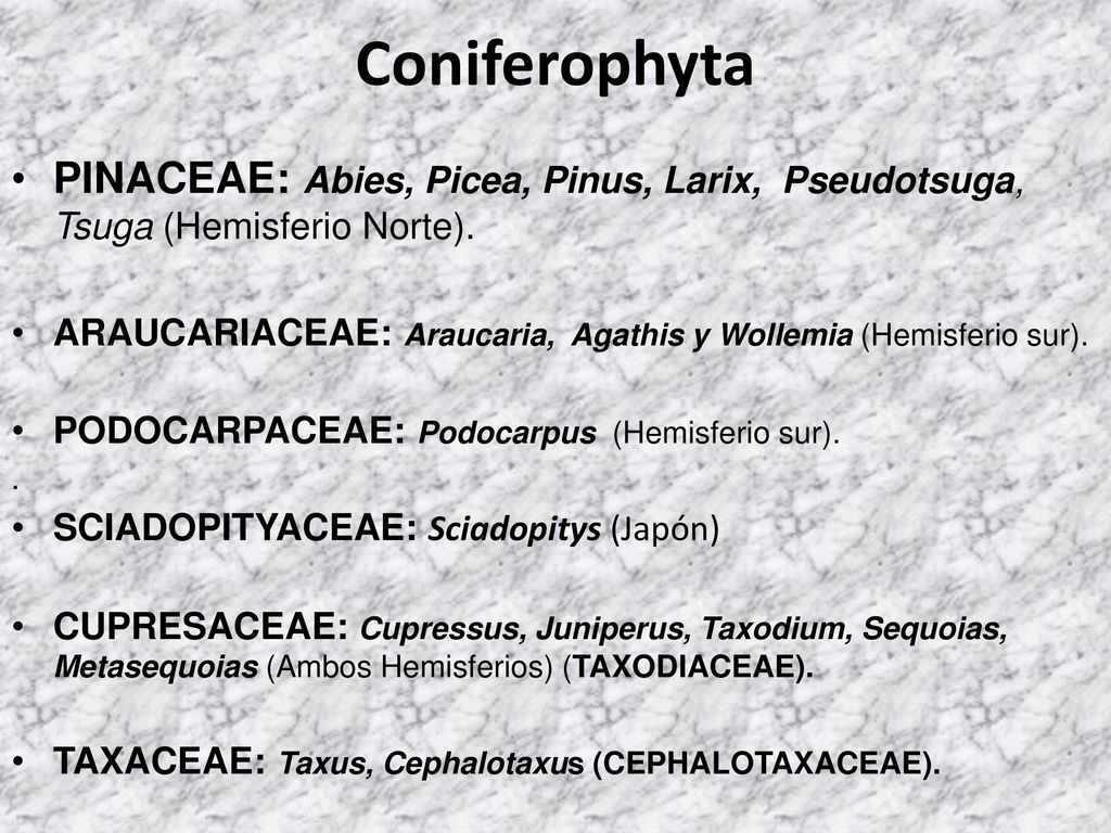 Coniferophyta PINACEAE: Abies, Picea, Pinus, Larix, Pseudotsuga, Tsuga (Hemisferio Norte).
