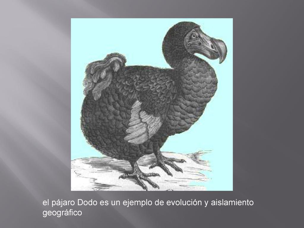 el pájaro Dodo es un ejemplo de evolución y aislamiento geográfico