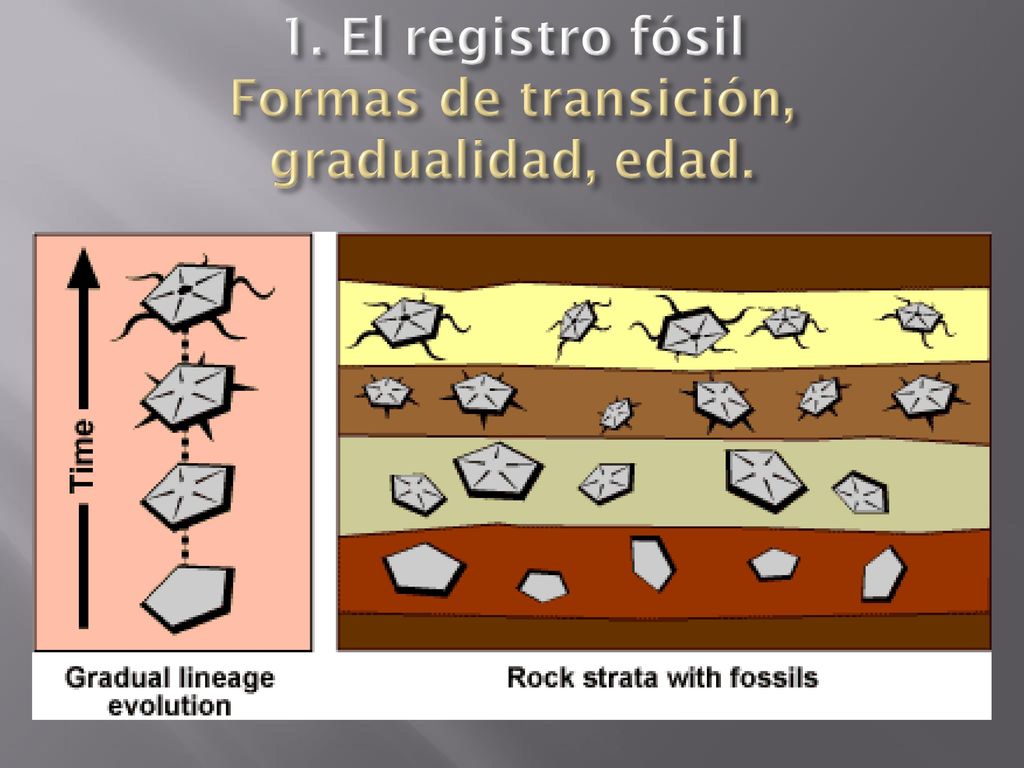 1. El registro fósil Formas de transición, gradualidad, edad.