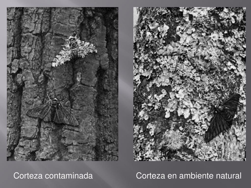 Corteza contaminada Corteza en ambiente natural