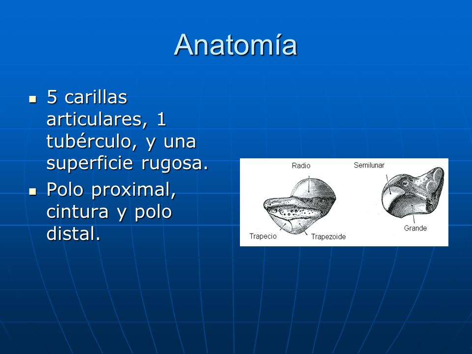 Anatomía 5 carillas articulares, 1 tubérculo, y una superficie rugosa.