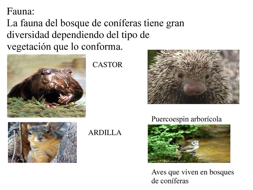 Fauna: La fauna del bosque de coníferas tiene gran diversidad dependiendo del tipo de vegetación que lo conforma.