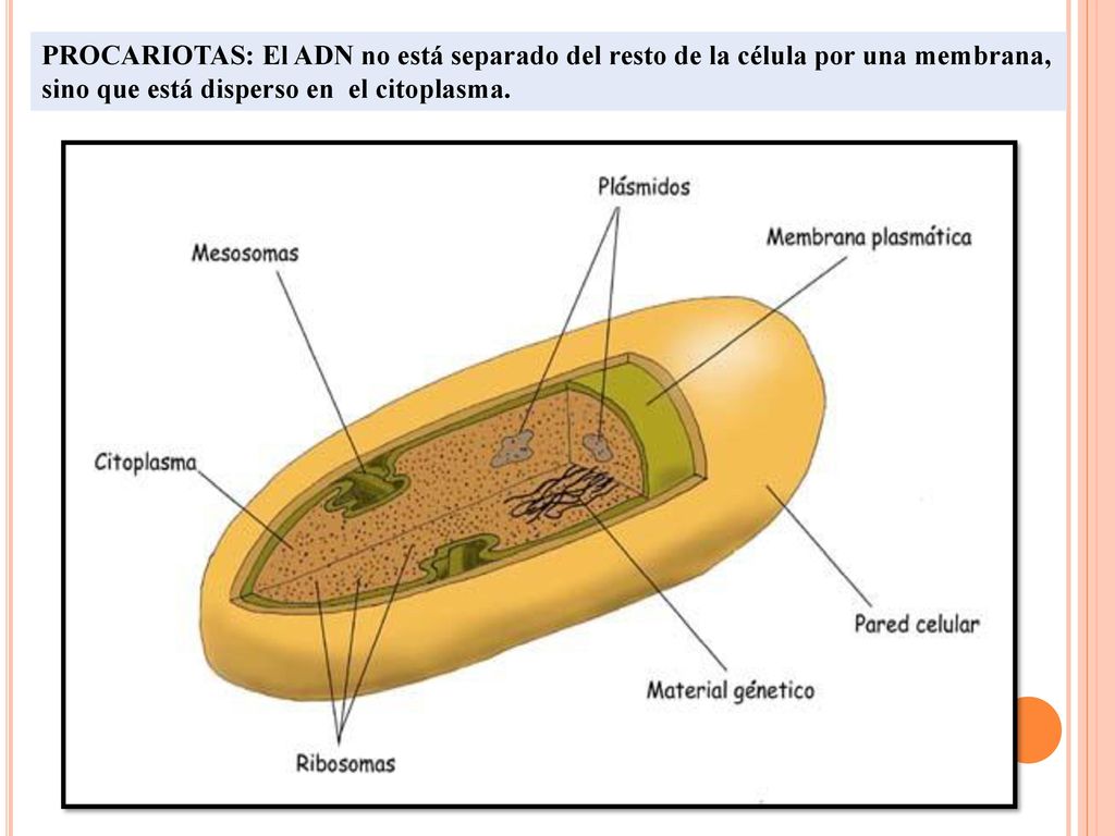 PROCARIOTAS: El ADN no está separado del resto de la célula por una membrana, sino que está disperso en el citoplasma.