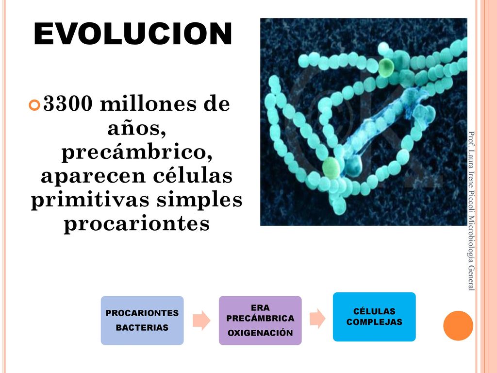 EVOLUCION 3300 millones de años, precámbrico, aparecen células primitivas simples procariontes.