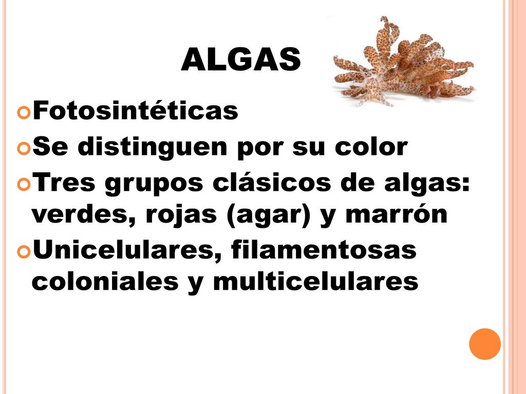 ALGAS Fotosintéticas Se distinguen por su color