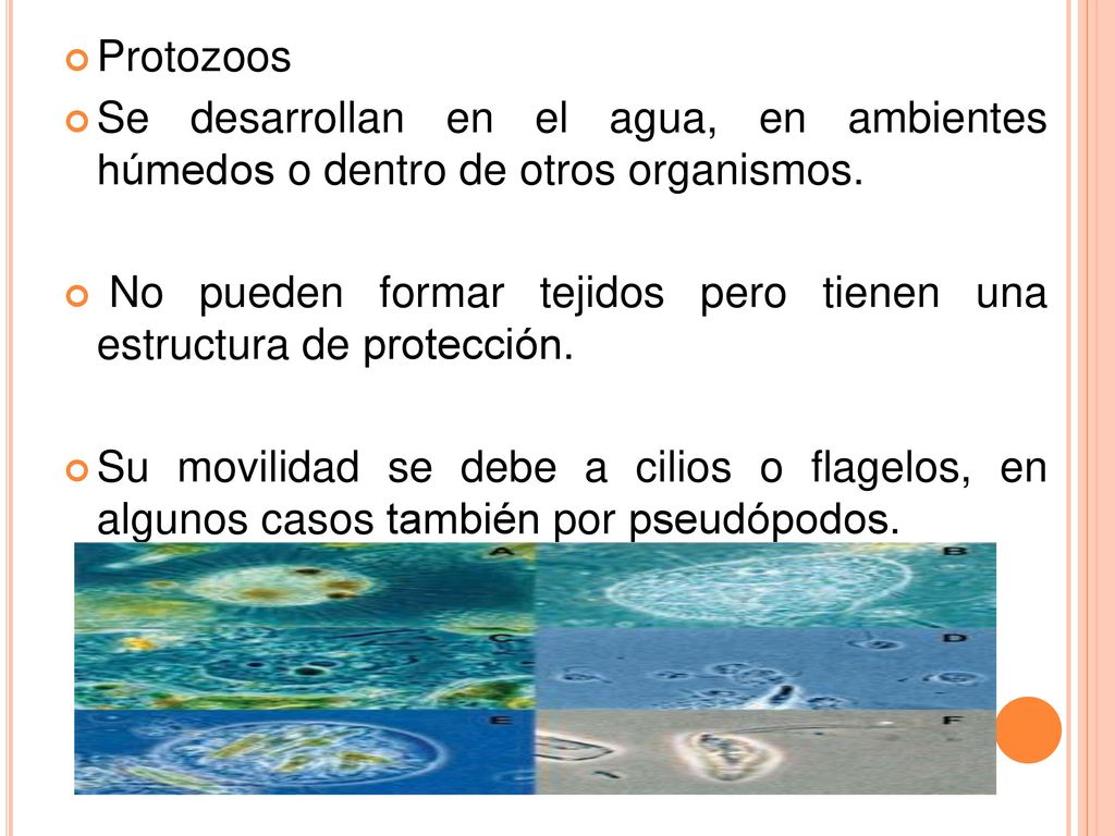 Protozoos Se desarrollan en el agua, en ambientes húmedos o dentro de otros organismos.