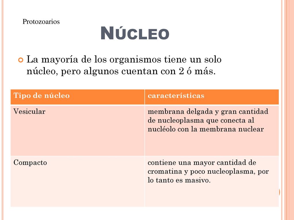 Núcleo Protozoarios. La mayoría de los organismos tiene un solo núcleo, pero algunos cuentan con 2 ó más.