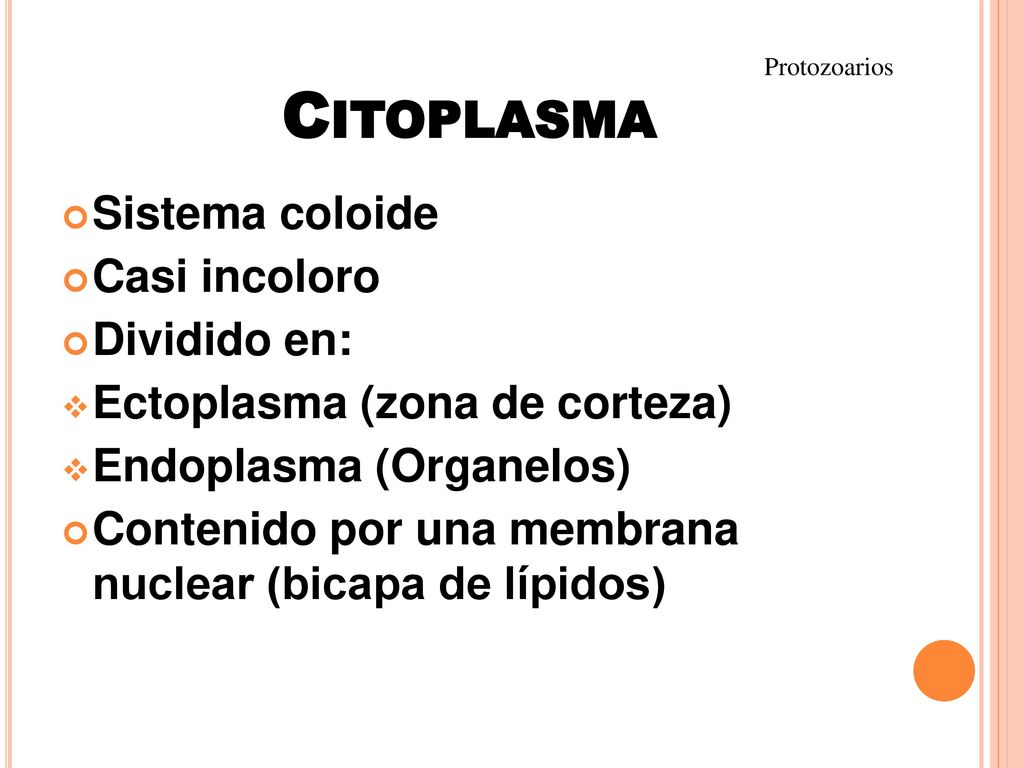 Citoplasma Sistema coloide Casi incoloro Dividido en: